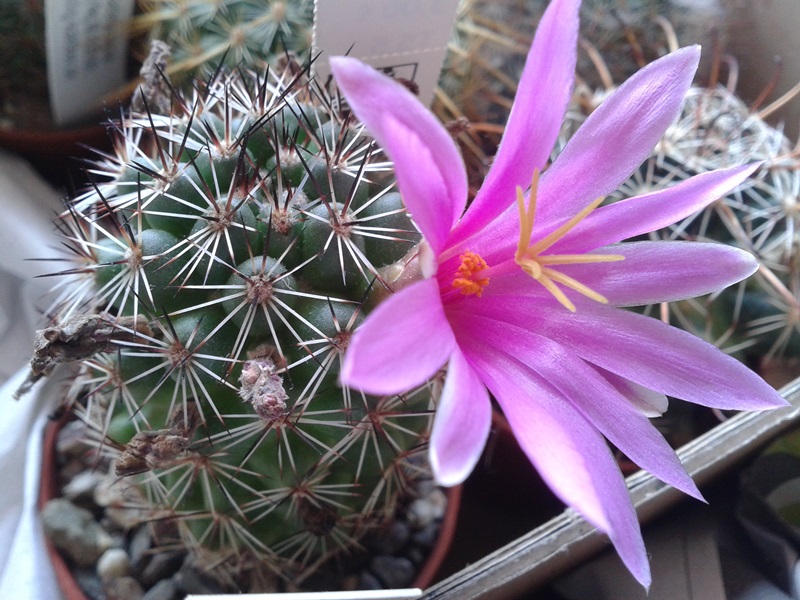 Mammillaria alamensis L 1401