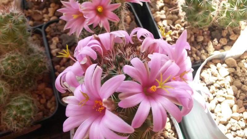 Mammillaria alamensis Lau 1401