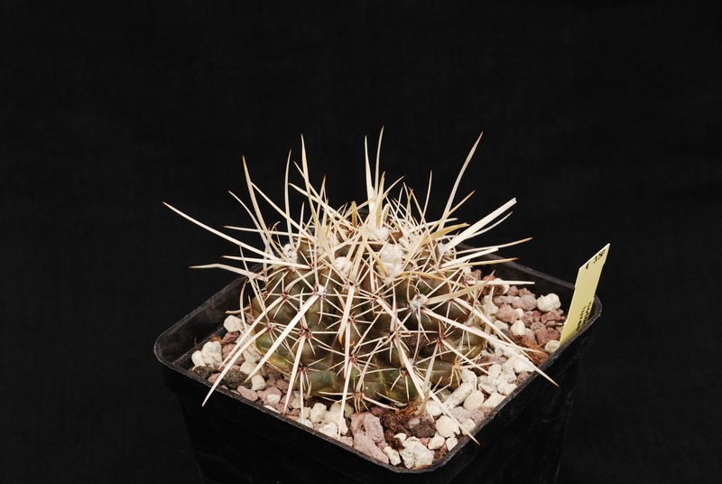 Notocactus turecekianus 