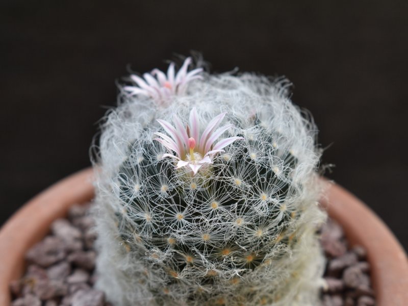 Mammillaria aureilanata v. alba 