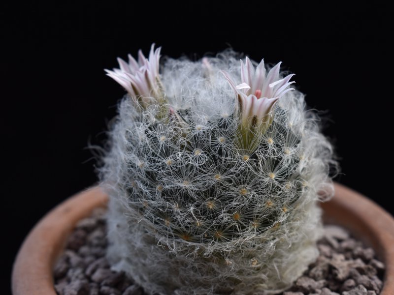 Mammillaria aureilanata v. alba 