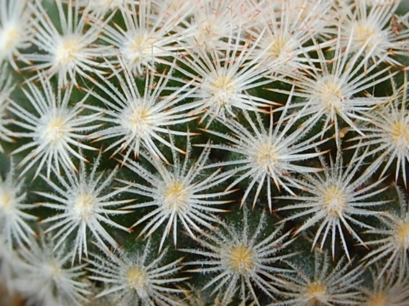 Mammillaria neobertrandiana 