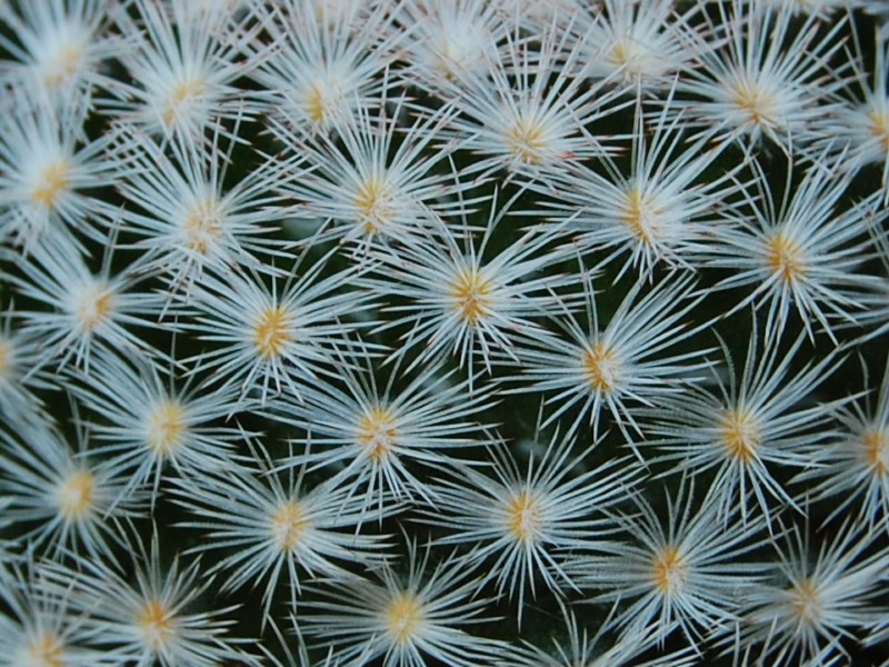 Mammillaria neobertrandiana 