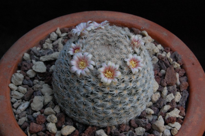 Mammillaria neobertrandiana 