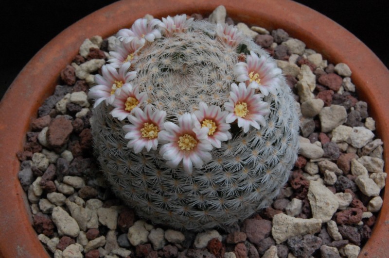 Mammillaria neobertrandiana 