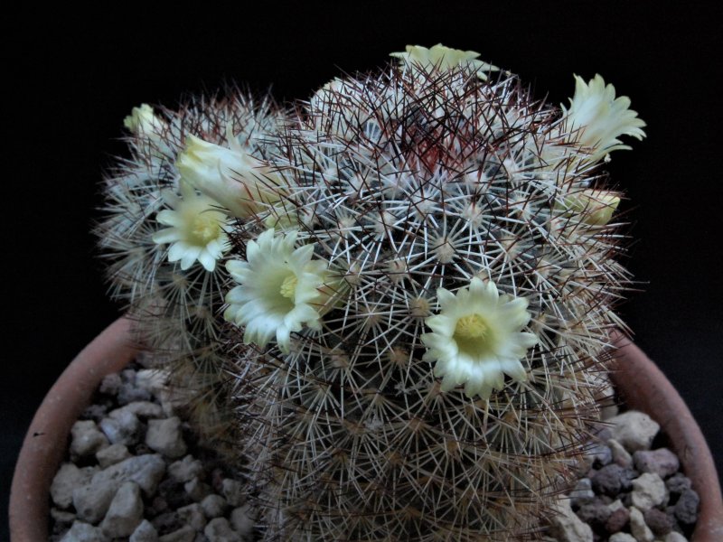 Mammillaria buxbaumeriana ML 142