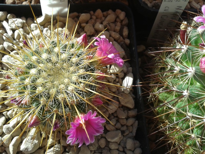 mammillaria cv. ginsa-maru aureispina