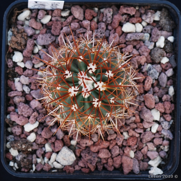 Ferocactus lindsayi 