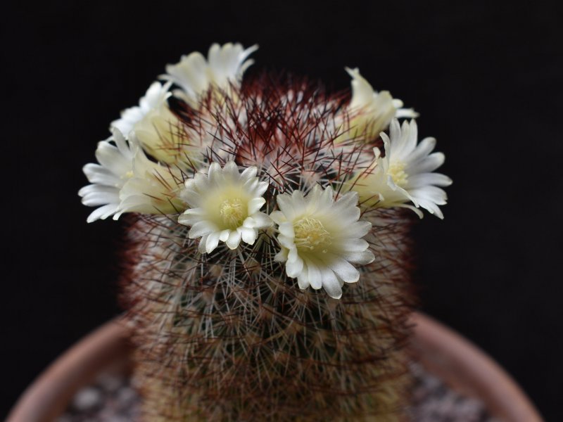 Mammillaria buxbaumeriana ML 142