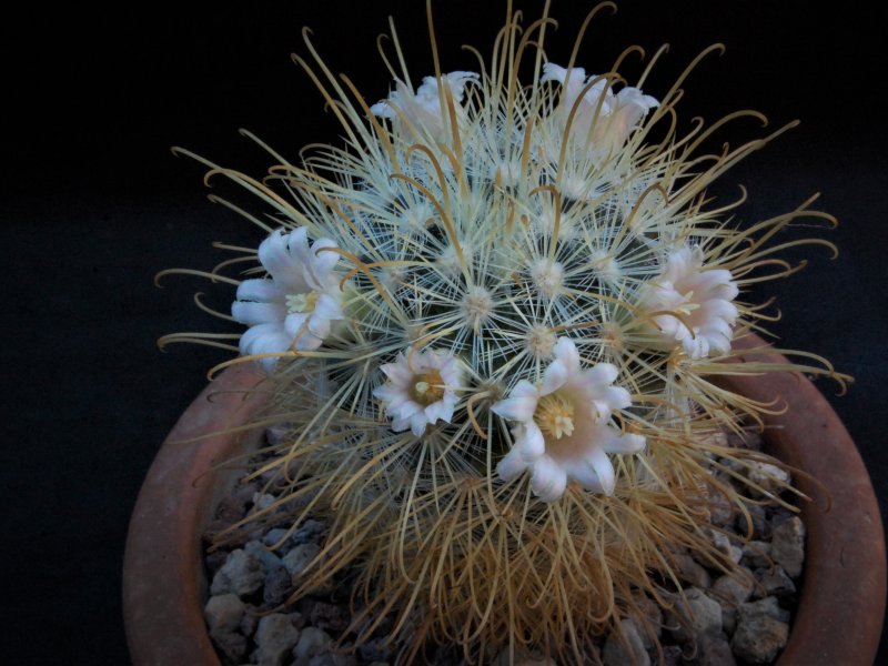 Mammillaria cowperae LAU 694