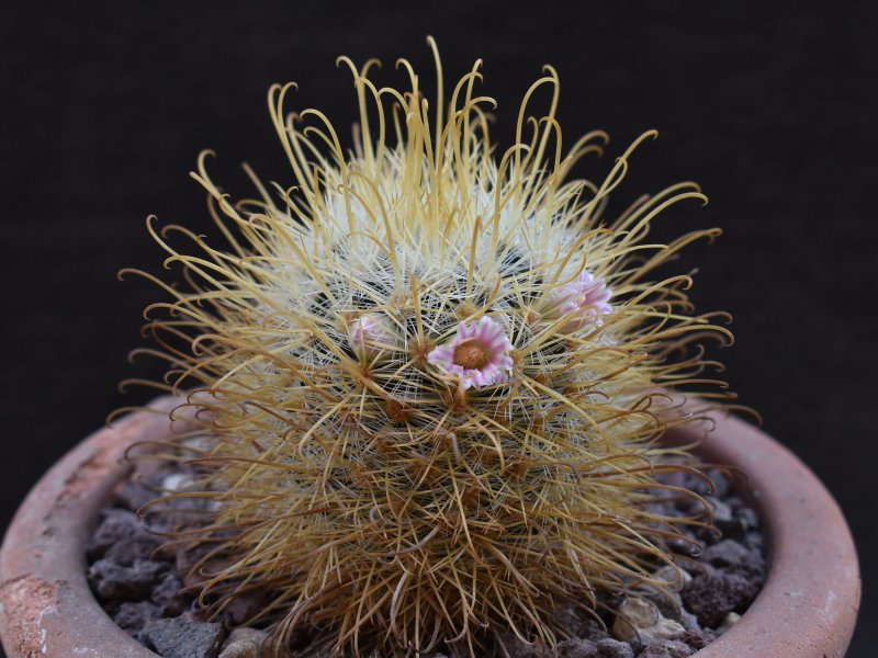 mammillaria cowperae
