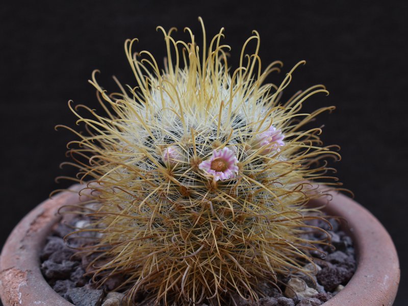 Mammillaria cowperae LAU 694