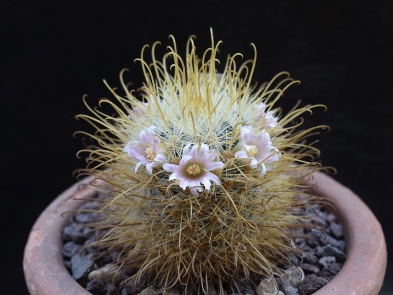 Mammillaria cowperae LAU 694