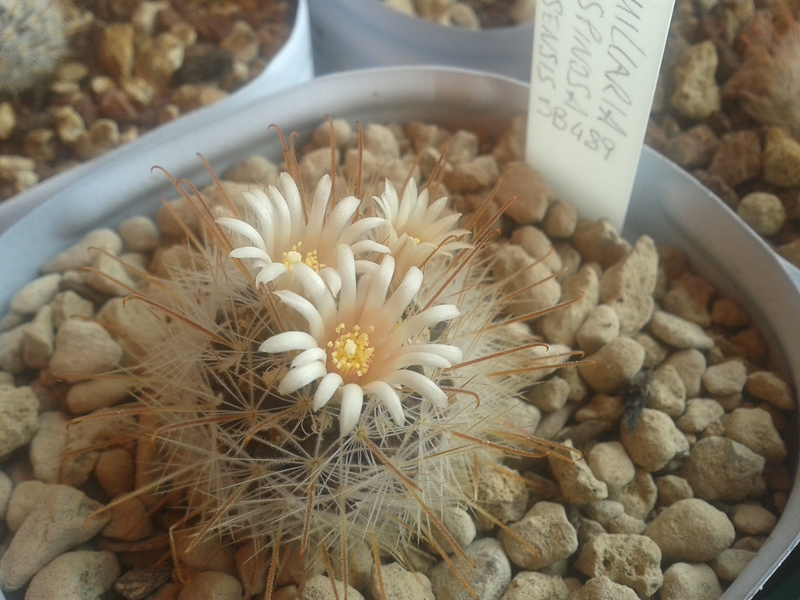 Mammillaria nazasensis SB 489