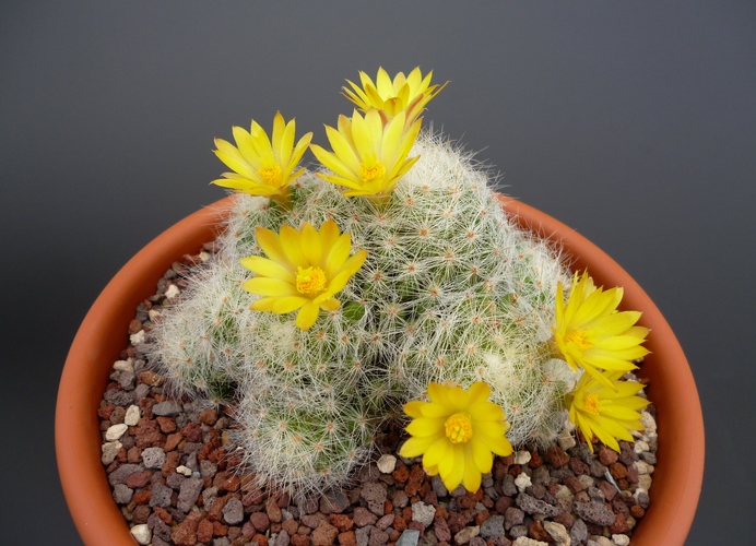 Mammillaria baumii 