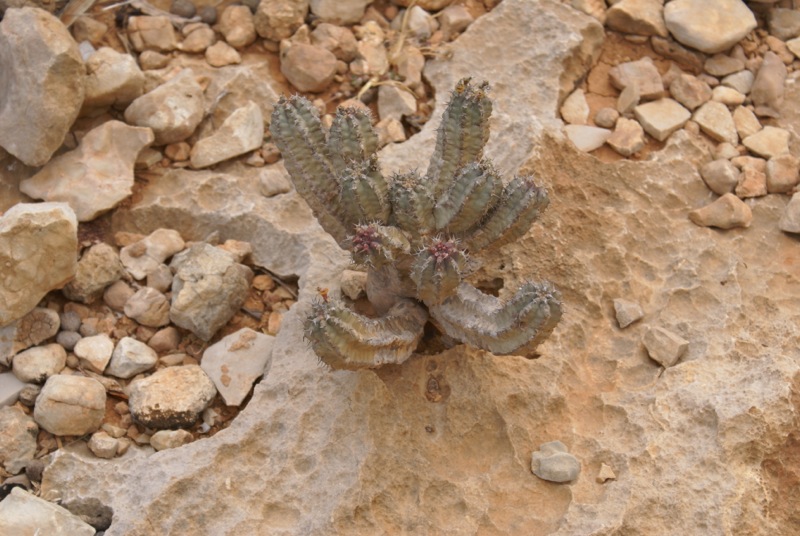 euphorbia spiralis