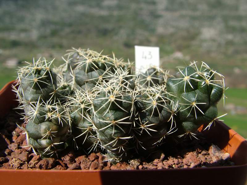 coryphantha garessii