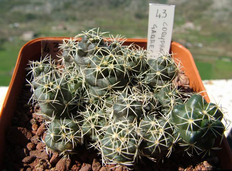 Coryphantha garessii 