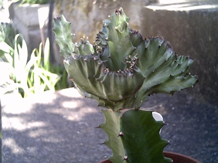 Euphobia lactea cristata 