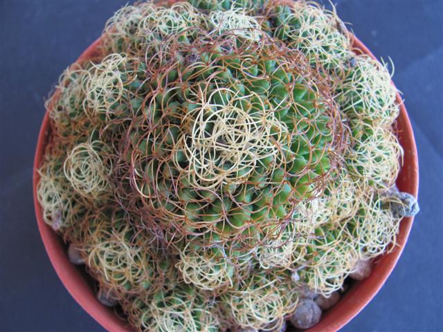 Mammillaria camptotricha cv. marnier-lapostollei 