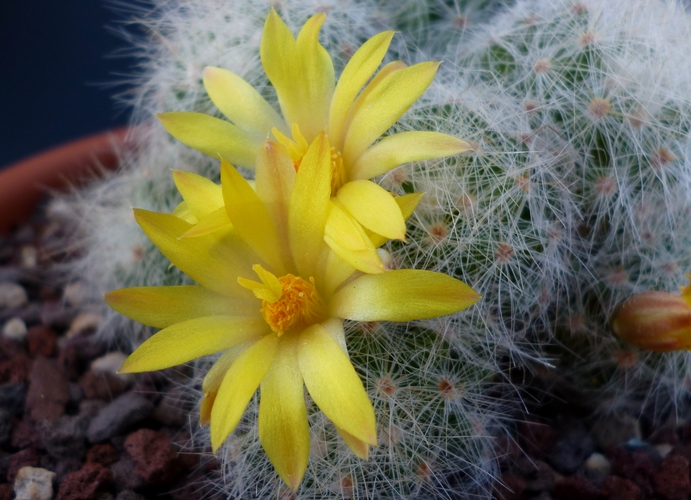 Mammillaria baumii 