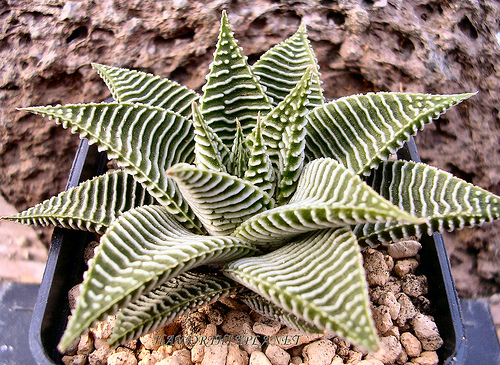 Haworthia limifolia v. striata 