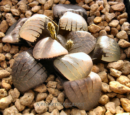 Haworthia springbokvlakensis 