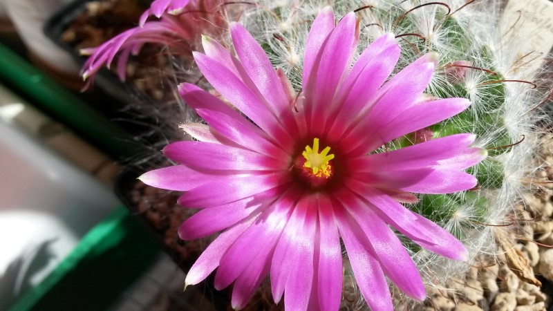 Mammillaria guelzowiana 