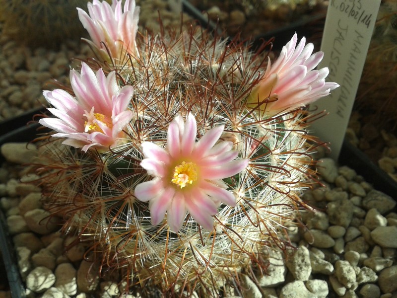 Mammillaria jaliscana 