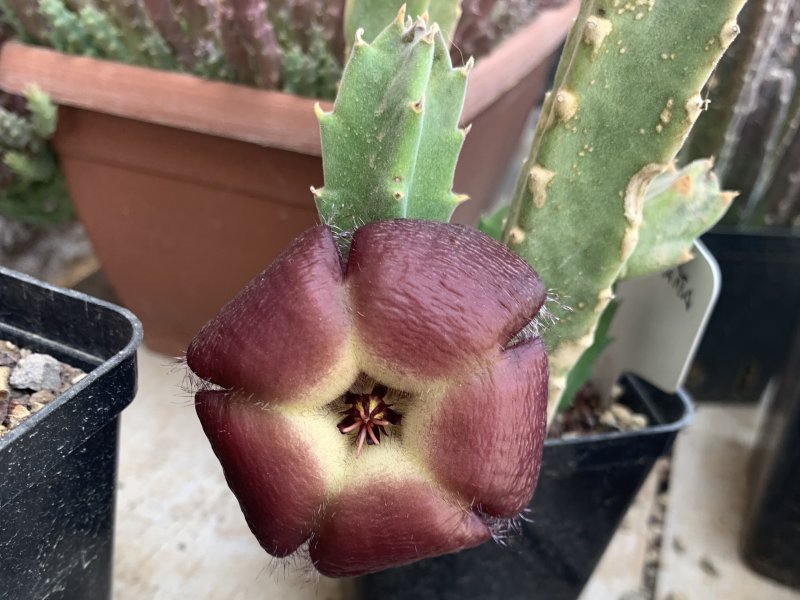 Stapelia bergeriana 