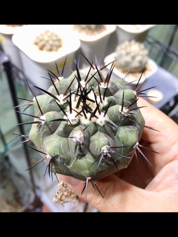 Copiapoa cinerea JN1311