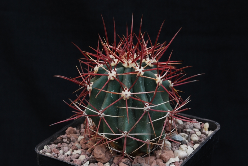 Ferocactus gracilis 