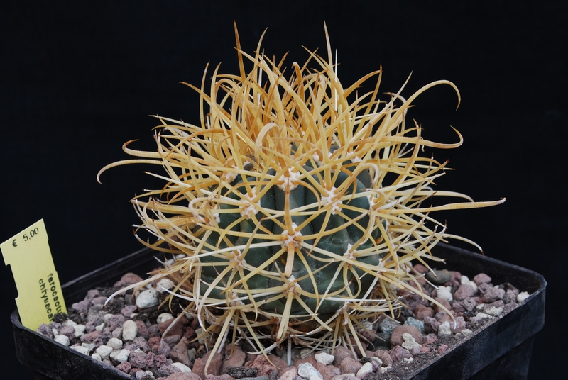 Ferocactus chrysacanthus 