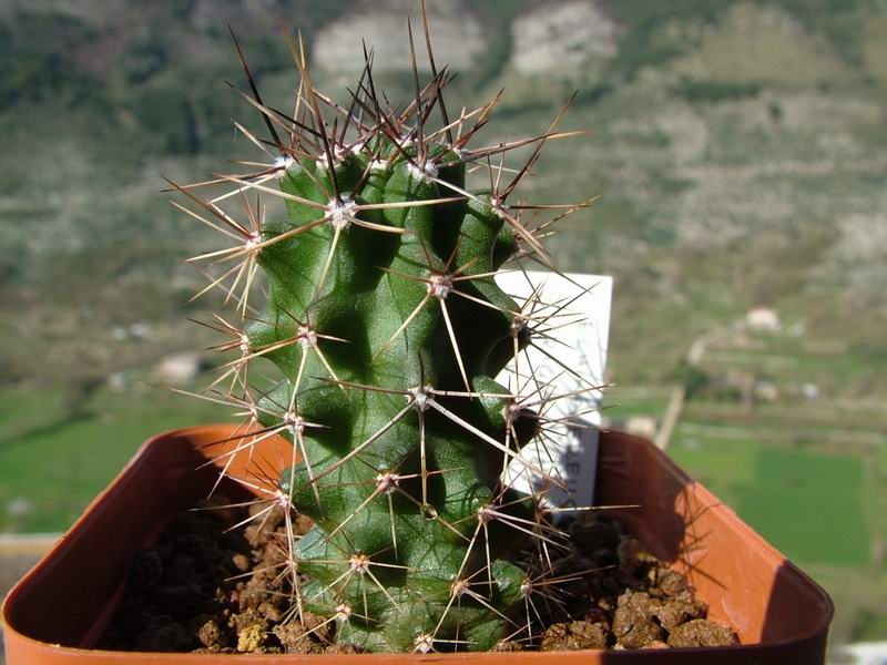 Echinocereus triglochidiatus DJF 1145