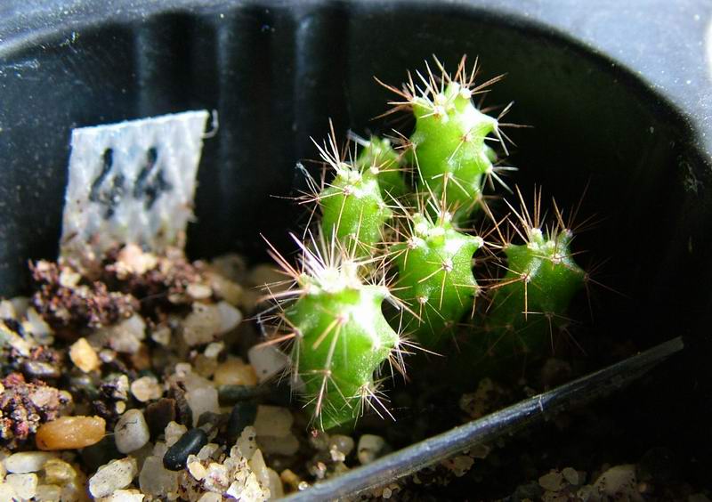 Echinocereus triglochidiatus DJF 1145