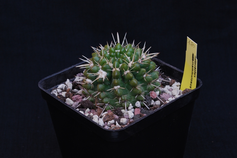 Notocactus mammulosus 