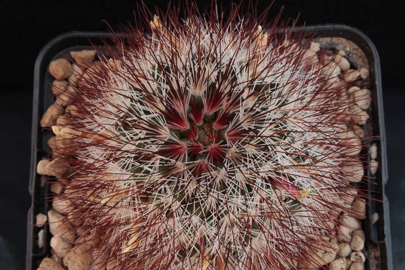 Mammillaria marcosii 