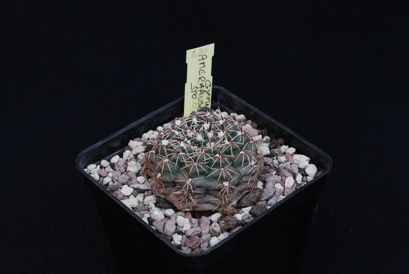 Gymnocalycium amerhauseri 