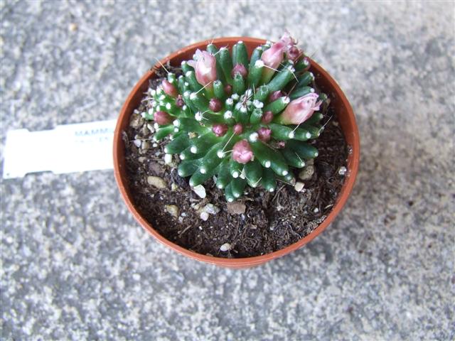 Mammillaria Painteri 