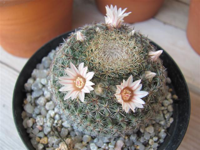 Mammillaria formosa 