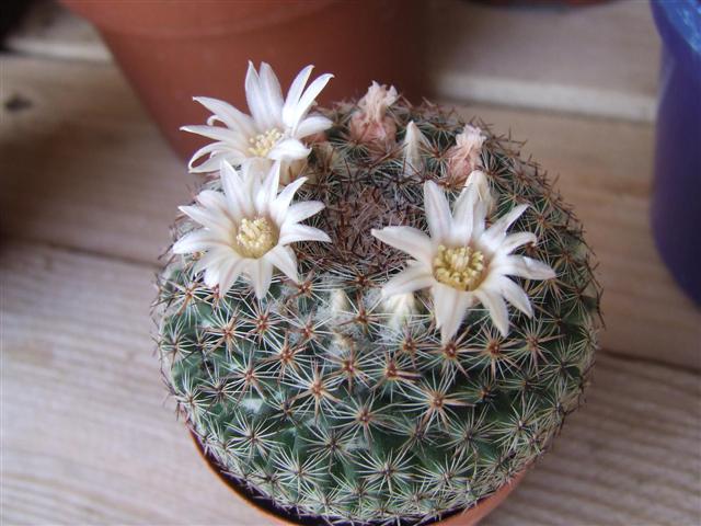 Mammillaria Formosa Moctezuma 
