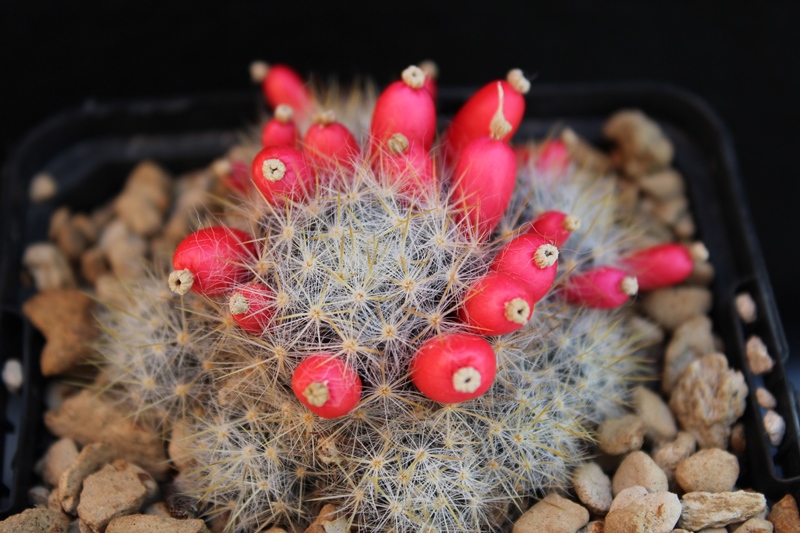 Mammillaria multiceps GB033