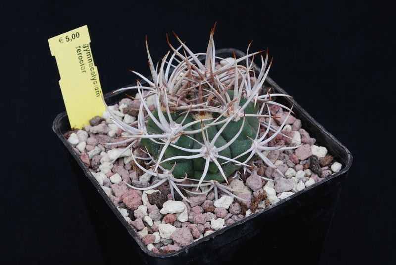 Gymnocalycium ferocior 