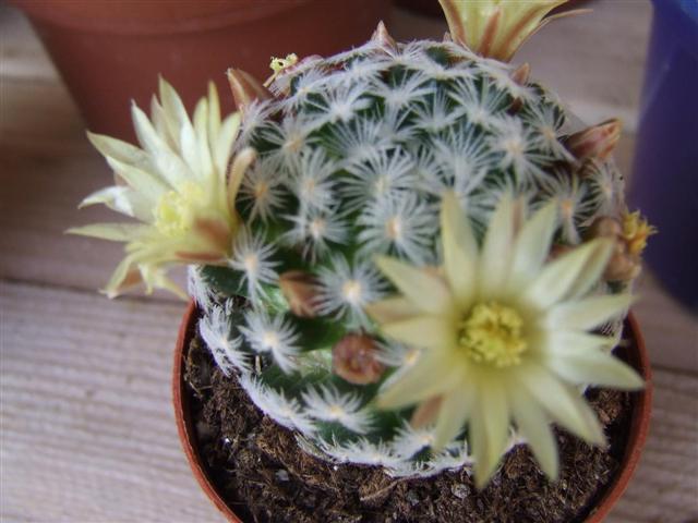 Mammillaria Duwei o Crinita 