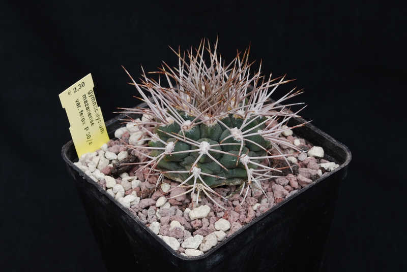 Gymnocalycium mazanense v. ferox P30/a