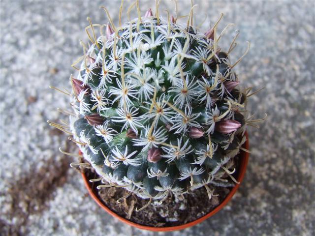 Mammillaria Duwei 