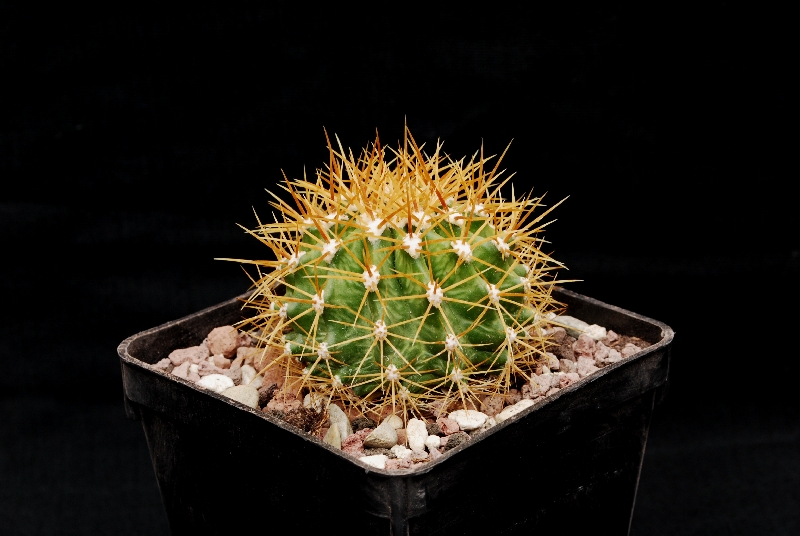 Ferocactus schwarzii 