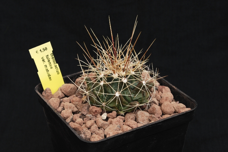 Thelocactus tulensis v. matudae 