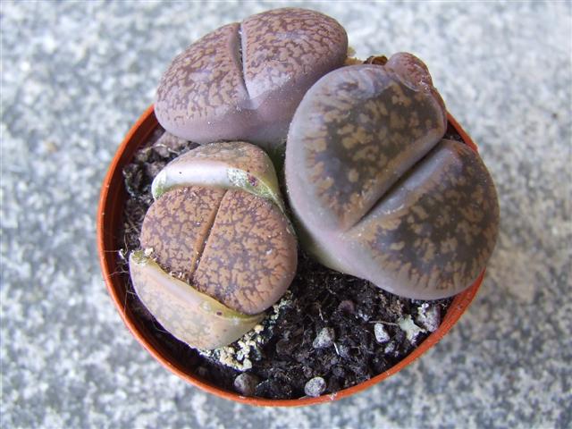 Lithops  