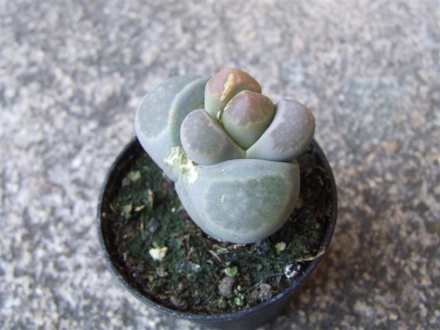 Lithops  